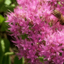 Sedum 'Herbstfreude' (Bloem)